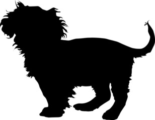 Animali silhouette - cani - Barboncino
