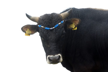 Bull with a blue beads