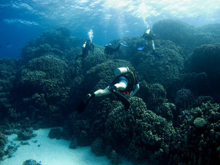 Duiker over koraalrif