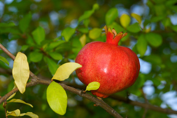 pomegranate