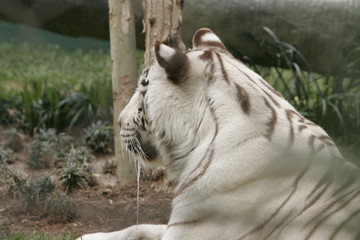 white tigers EXIBIT