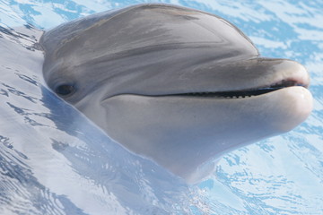bouche de dauphin