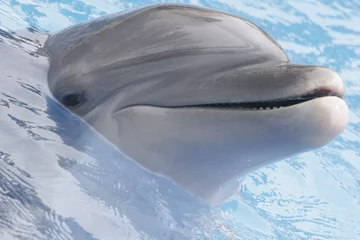 Photo sur Aluminium Dauphins bouche de dauphin