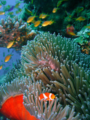 Fototapeta na wymiar Kolorowe ryb raf koralowych