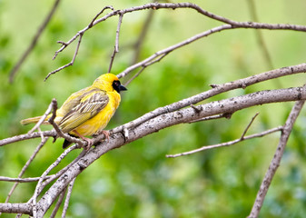 Weaver bird