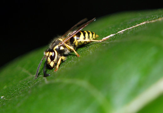 Eastern Yellow Jacket