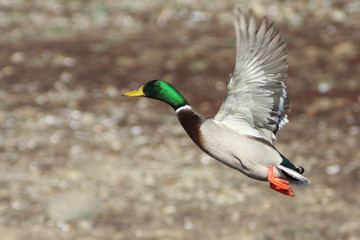 Mallard