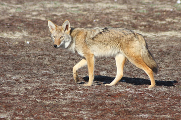 Shoreline Predator