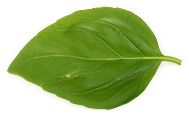 single basil leaf