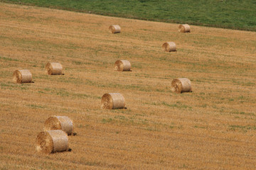 Field with straw bales