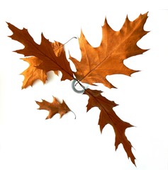 Fototapeta premium bouquet of leaves