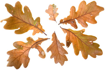 Fototapeta premium Autumn leafs