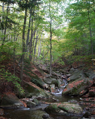 Obraz premium Forest Stream