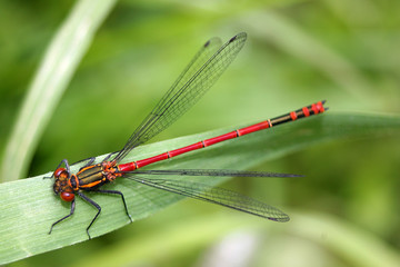 Common Red Damselfly