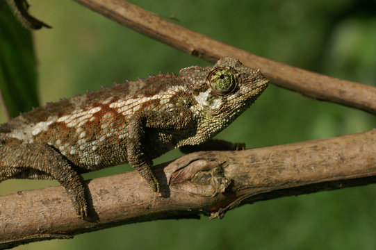 Female Jackson's Chameleon