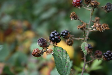 Welkende Brombeere im Herbst