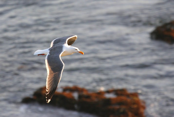 Western Gull Flying Over the Pacific Coast © Steve Byland