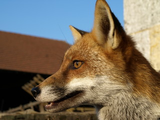 renard à la ferme