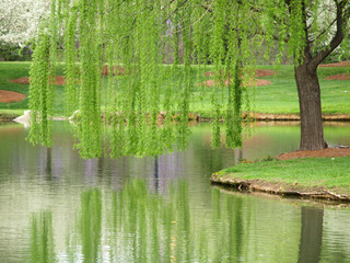 Willow Reflection