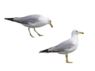 Two Gulls Isolated on White