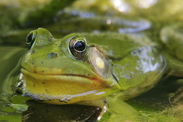 Green Bullfrog in a Pond