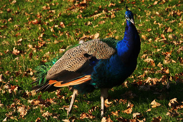 Obraz premium indian blue peakcock strolling around the grass