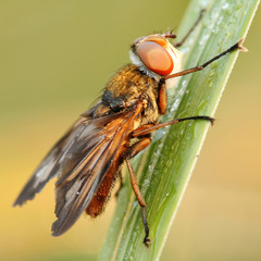 Close-up of hoverfly Phasia hemiptera in morning dew