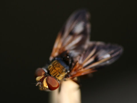 Close-up Of Hoverfly Phasia Hemiptera
