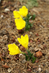 Crocus in Nikita botanical garden, Crimea Ukraine 
