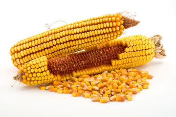 corn