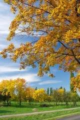 Naklejka premium Autumn