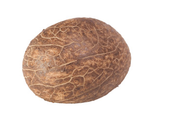Fototapeta premium Tagua Nut