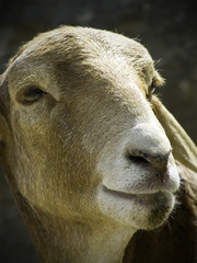 Fototapeta premium sheep