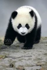 Stickers meubles Panda Panda géant
