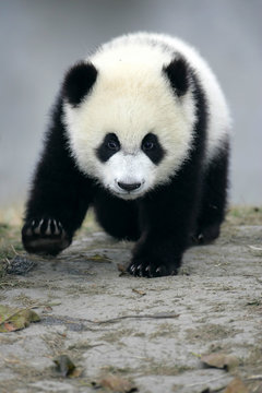 Fototapeta Giant Panda