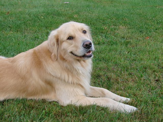 Golden Retriever