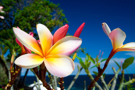 Tropical frangipani flower