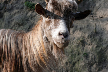 goat 8