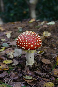 Red toadstool