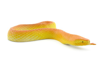 Yellow snake