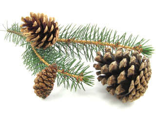 Fototapeta premium pine
