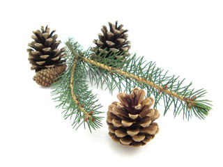 Fototapeta premium pine
