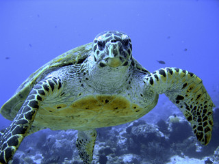 Photo of an endangered hawksbill sea turtle