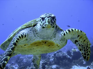 Fototapete Schildkröte Photo of an endangered hawksbill sea turtle