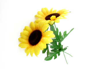 Obraz premium Sunflowers