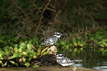 Pied Kingfishers