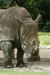 Naklejka premium HORN OF ANIMALS