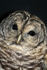Cute Owl
