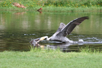 PELICAN SWIMMING