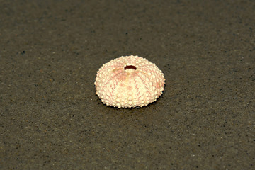 round shell